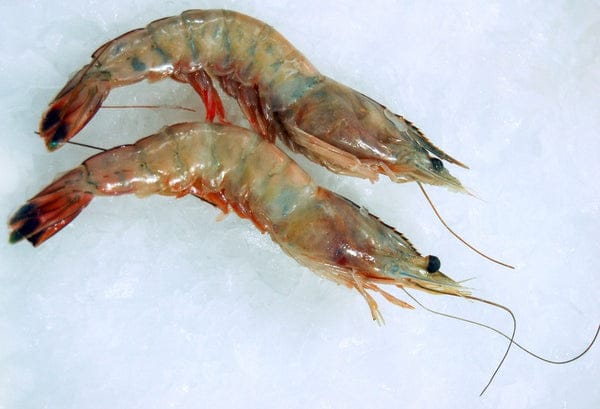 SHRIMP PD TAILON 16*20