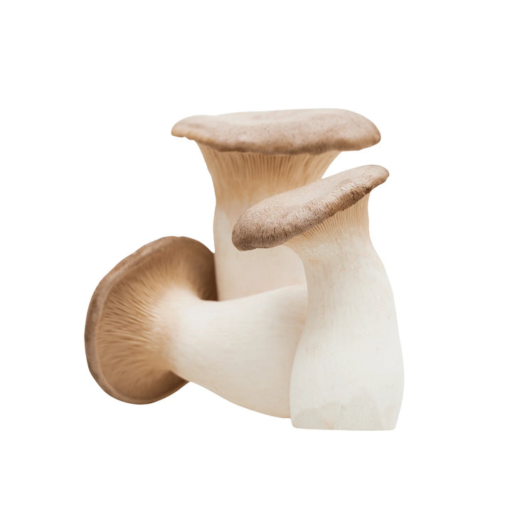King Oyster Mushrooms