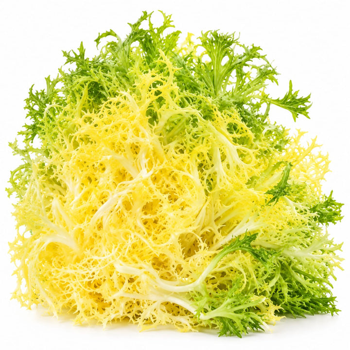 Frisee Yellow