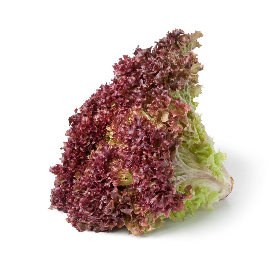 Lettuce Lolorosso