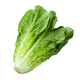 Lettuce Romain