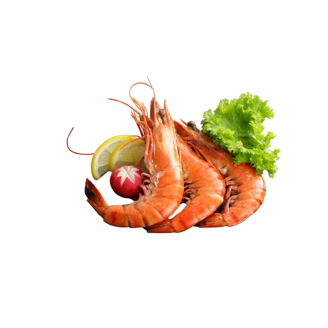 SHRIMP U15 HEAD ON