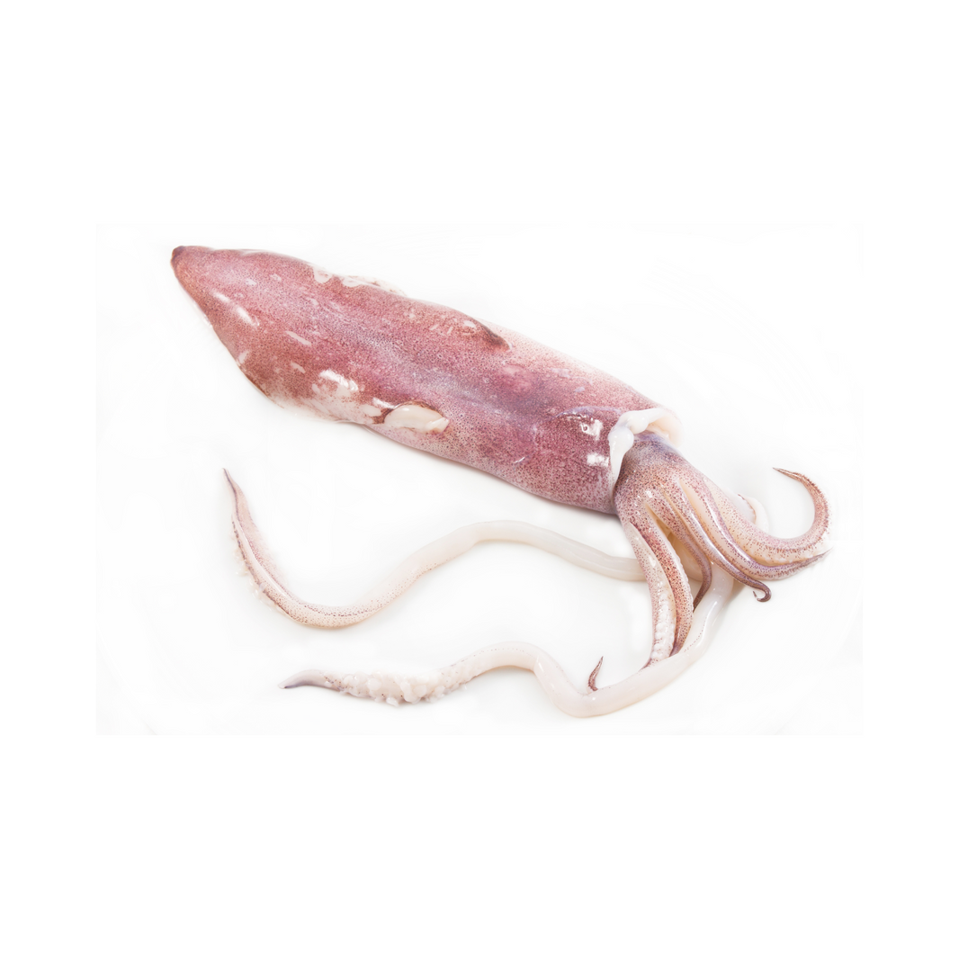 SQUID U10 CLEAN