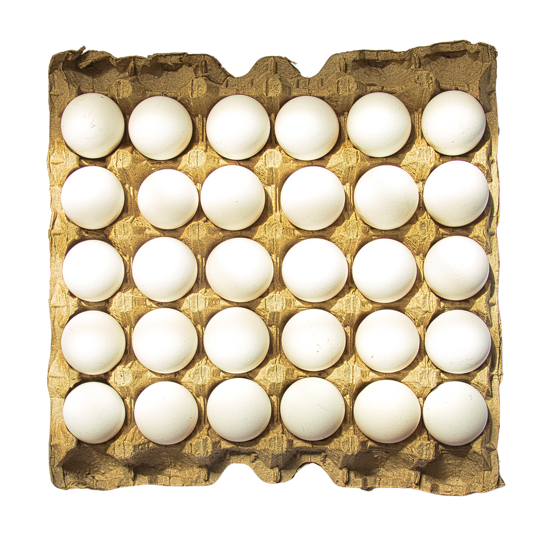 Egg Turkey