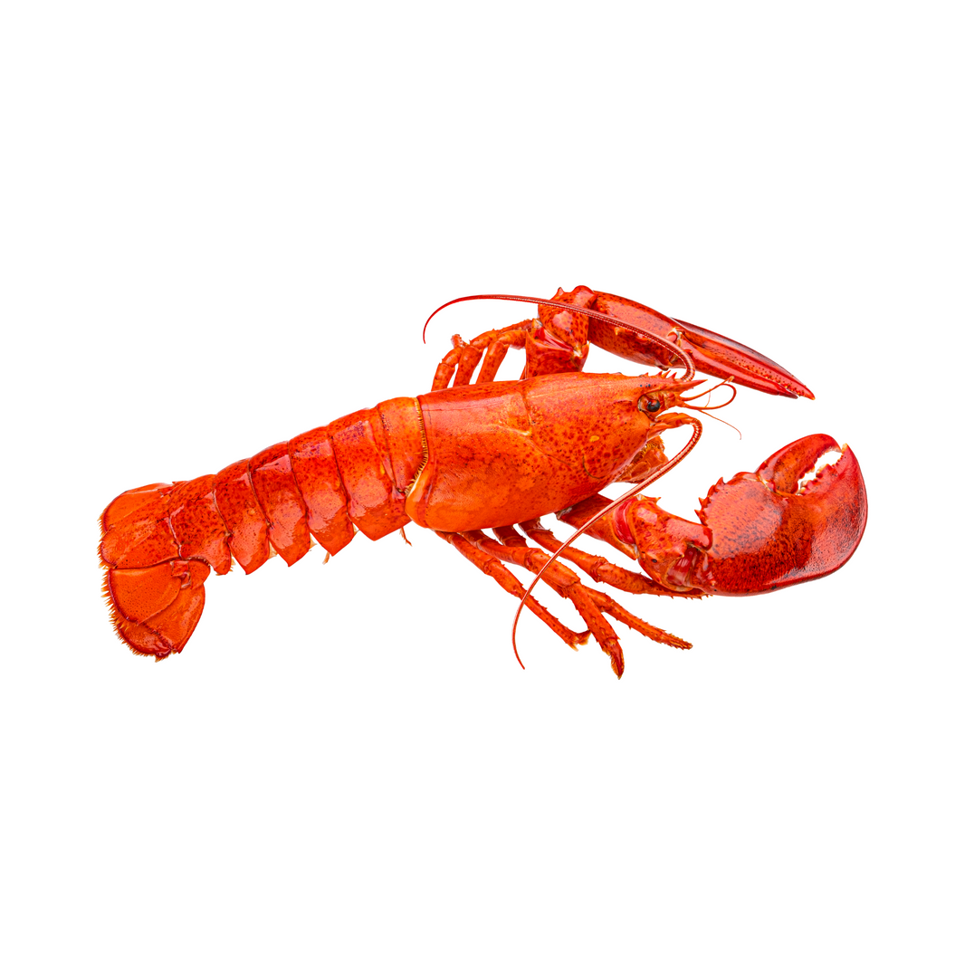 LOBSTER WHOLE 500/700 FROZAN
