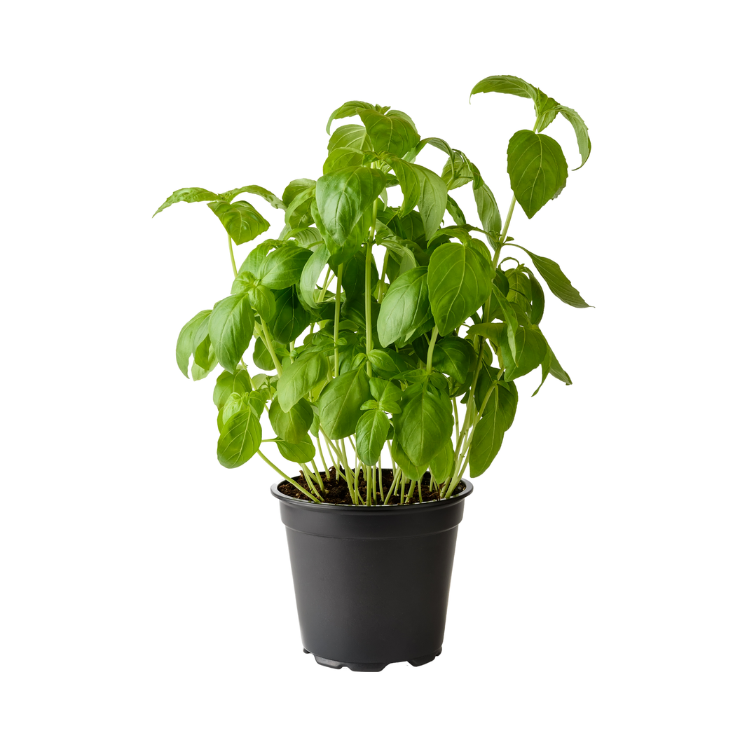 Basil Pot