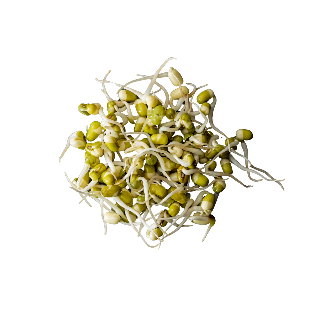 Beans Sprout