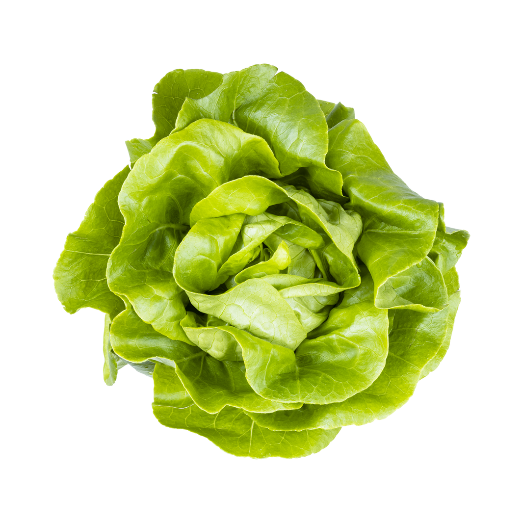 Lettuce Boston