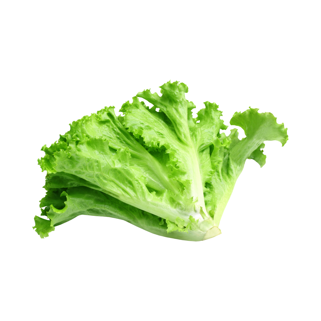 Lettuce Lolobionda