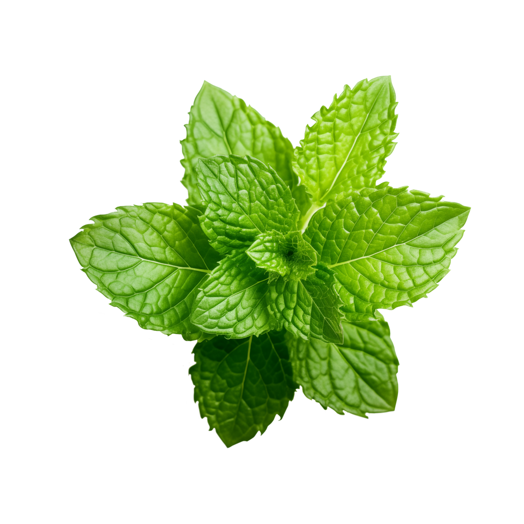 Mint Leaves
