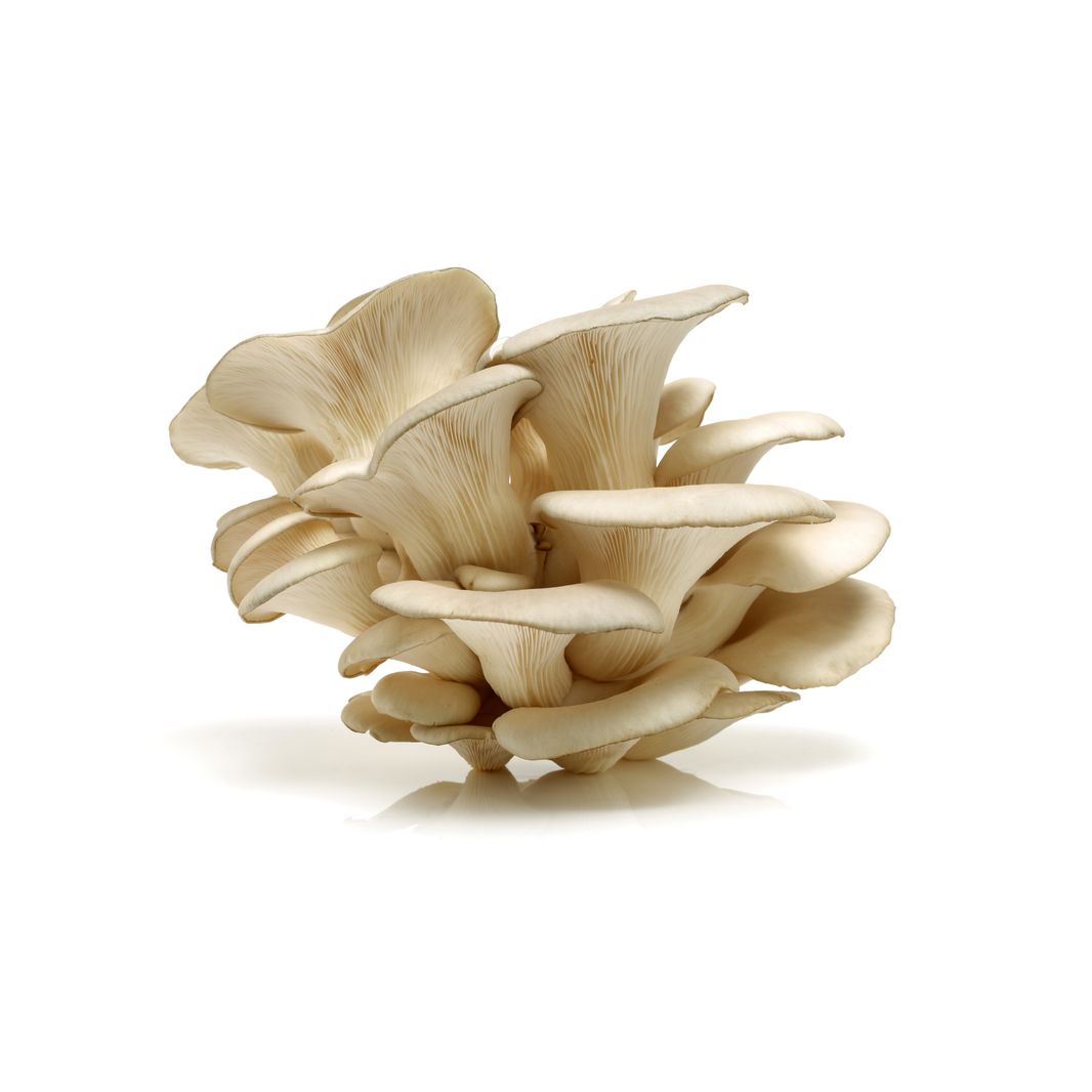 Mushroom Oyster