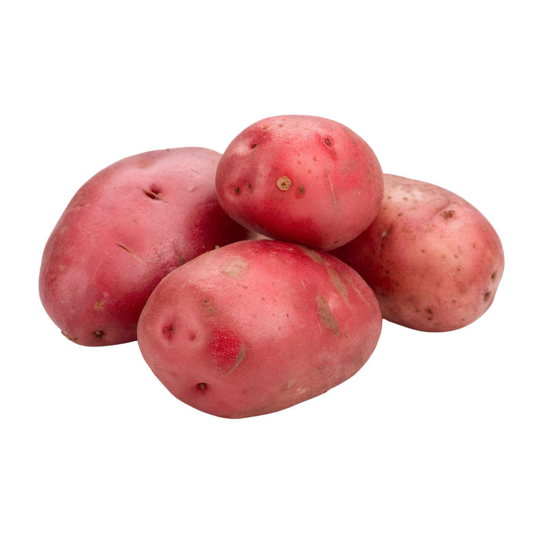 Potato Red Holland