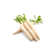 White Radish