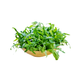 Wild Rocket