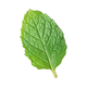 Zatar Leaves