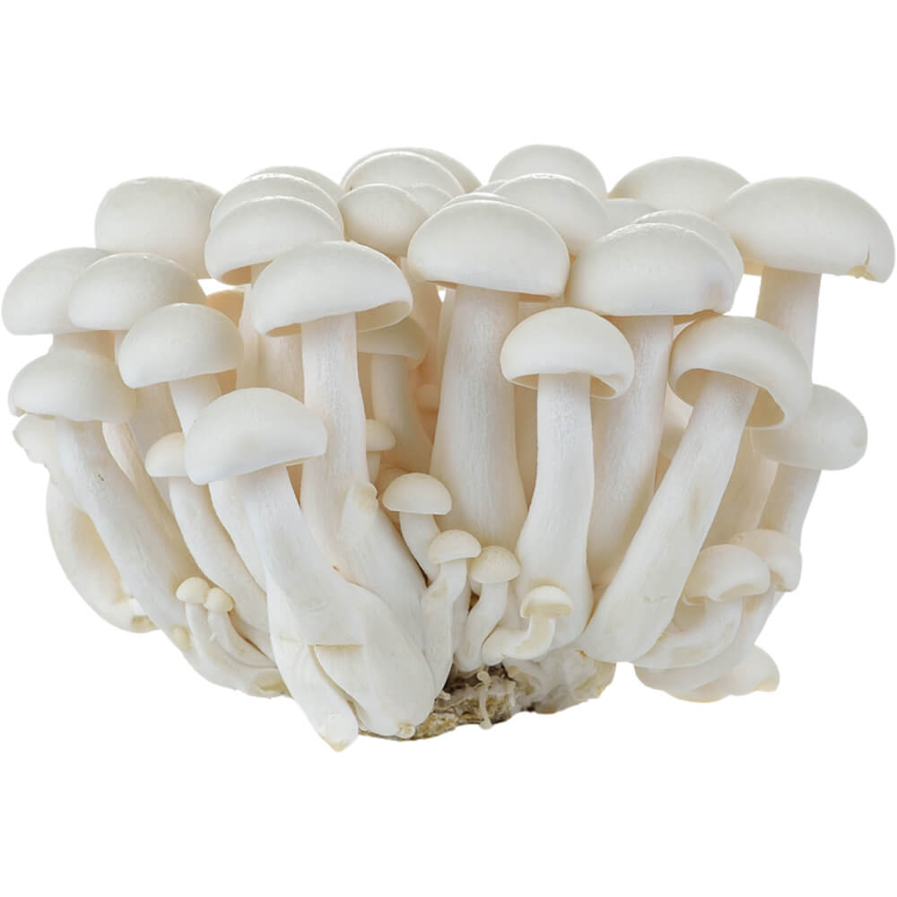 White Shimeji Mushrooms