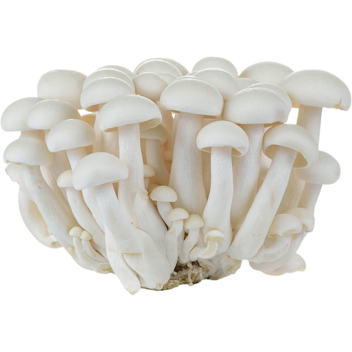 White Shimeji Mushrooms